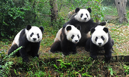 Trip to CLASSICAL CHINA END XIAN 2025 in English | Travel agency Festival