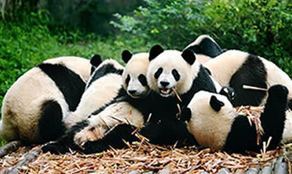 Trip to GOLDEN TRIANGLE IN CHINA 2025 in English | Travel agency Festival