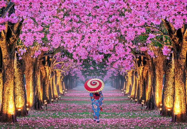 Photo from the trip to japon in English 2026-2027